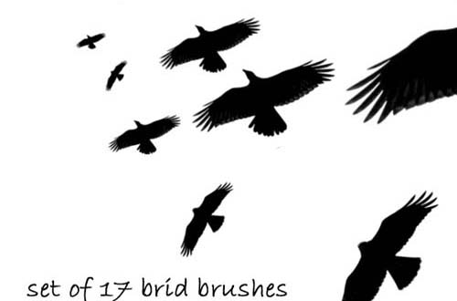 photoshop birds brushes